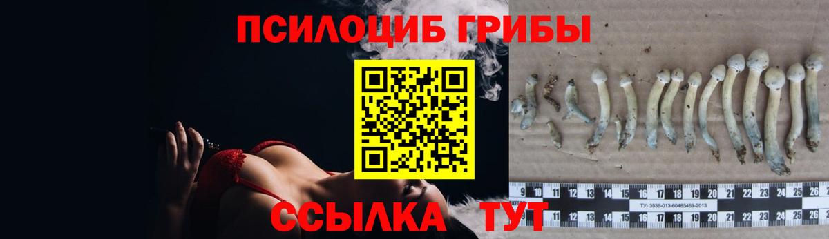 Псилоцибиновые грибы Cubensis Пермь